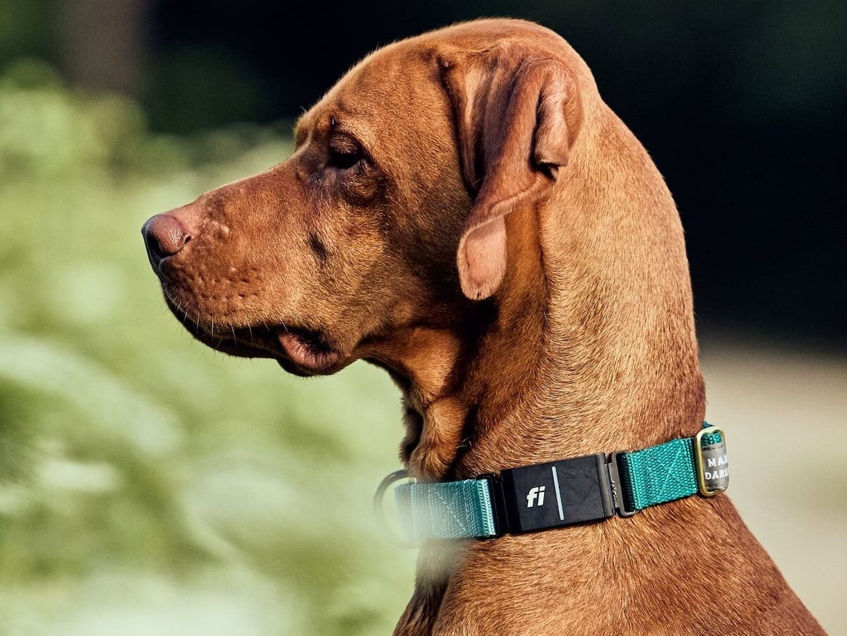 The Fi Series 3 smart GPS dog collar also tracks health & activity